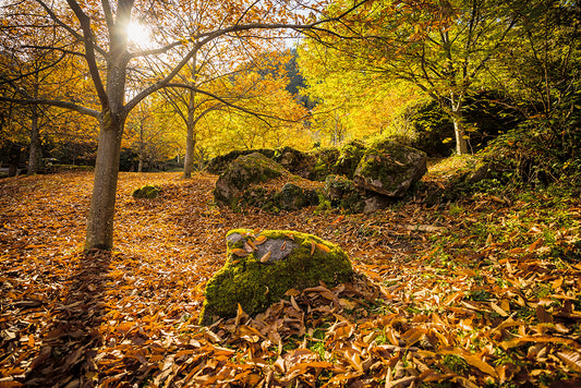 Farbenrausch im Schweizer Indian Summer