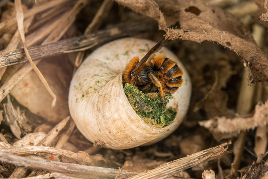 So überwintern Garten und Bewohner wohlbehütet