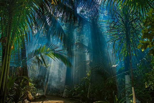 Welcome to the Jungle