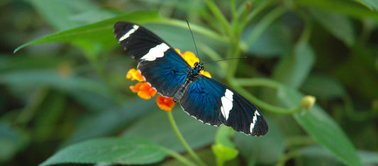 «Papiliorama»: Als wären sie im Regenbogen geboren