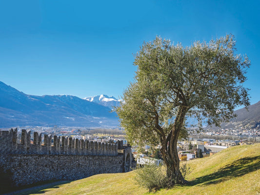Grünes Gold am Berg